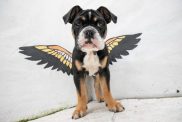 amazing dog videos